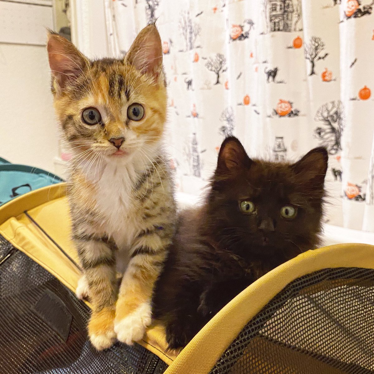 ColeTheBlackCat's tweet photo. Guess what? ... It turns out the two kittens we're fostering already found a home... OURS!! 🏠

We're super excited to introduce MAGNUS &amp; CALYPSO... Magnus is the black male kitten and Calypso is the female torbie 🖤🧡🤍😸

#WelcomeToTheFamily #MagnusAndCalypso #MAC #SundayFunday https://t.co/LOvFlp2pry