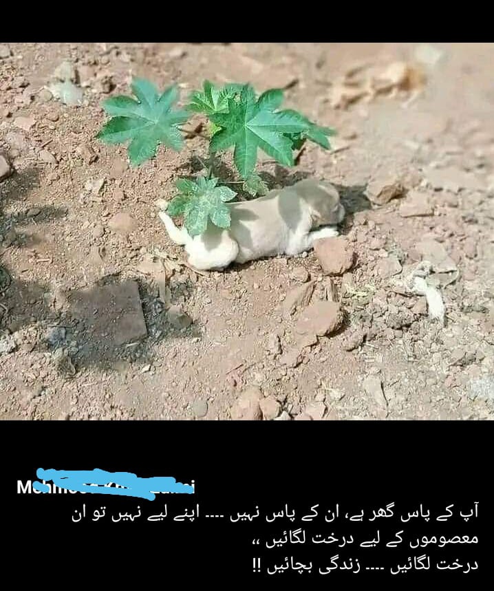 Rana Abrar Hussain (@abrar0300877772) on Twitter photo 