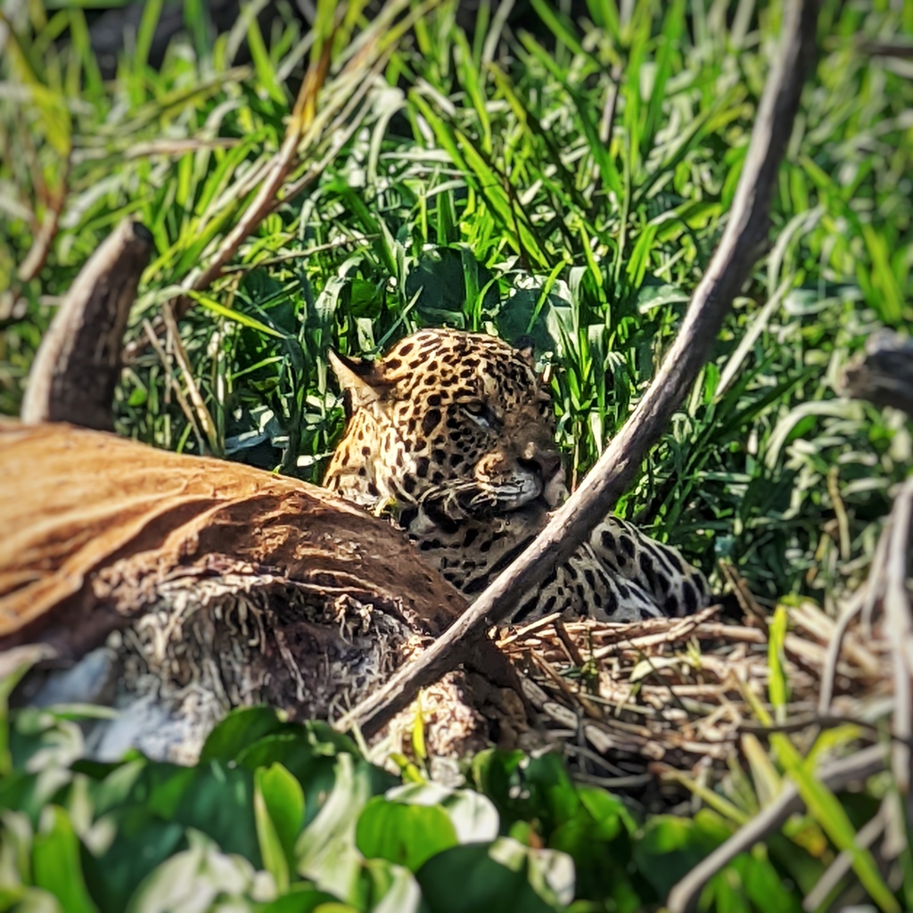 SnowAndCurt's tweet photo. If you missed yesterday's video, then you do not know that we saw jaguars... In the wild... 4 of them actually! It was one of our biggest bucket list items and it was EPIC!  https://t.co/bW8jiw54yh

#vanlife #snowandcurt #fulltimetravel #brazil #jaguars https://t.co/A2ztzjIMc3