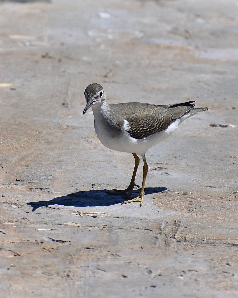 BirdsBirdsBird7's tweet photo. Spotted Sandpiper in San Juan, Puerto Rico #birds #birdphotography #birdwatching #twitternaturecommunity https://t.co/QVHCeGNrIW
