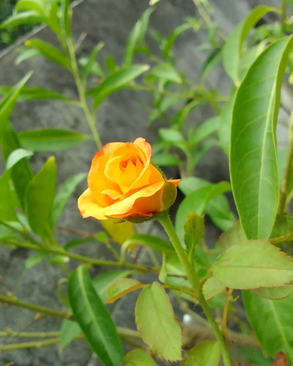 clue_cupid's tweet photo. Ready to bloom🌹

#orangerose #nature #closetonature #NaturePhotography
#flower #flowers #photography #flowersphotography #PhotoOfTheDay #photo #LALISA #mankading #bloom #flowerblossom #roseblossom #rose https://t.co/r28u5urNqo