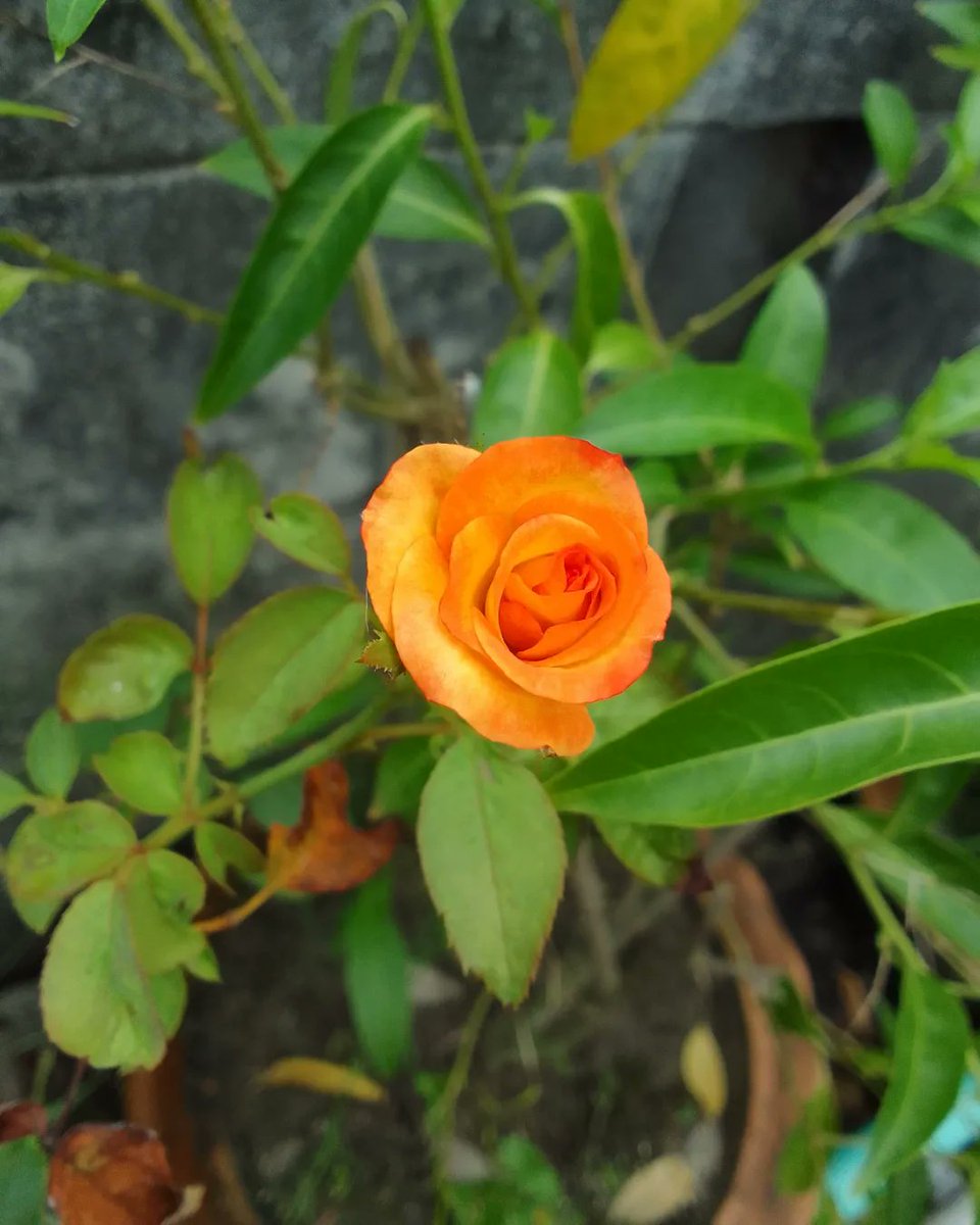 clue_cupid's tweet photo. Ready to bloom🌹

#orangerose #nature #closetonature #NaturePhotography
#flower #flowers #photography #flowersphotography #PhotoOfTheDay #photo #LALISA #mankading #bloom #flowerblossom #roseblossom #rose https://t.co/r28u5urNqo