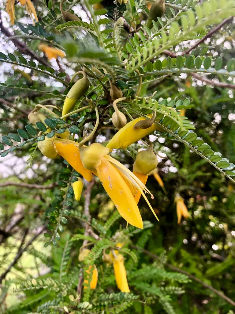 TexanInOz's tweet photo. Sophora microphylla commonly called Kōwhai  is native to New Zealand and a member of the bean family #Fabaceae Attracts several native birds which feed from the flowers facilitating pollination. 
 #NZNative #NZGarden #Flowers #Gardening https://t.co/lp1rcCB6AI
