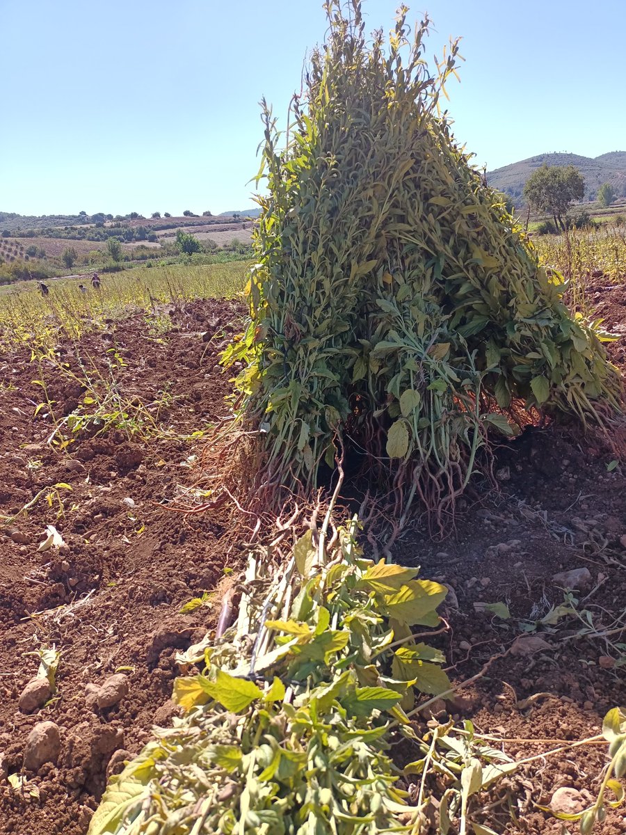 Aşko kuşko kızsındır ama coğrafya kaderin  haftasonunda  küncü kümülü yaptırır <a href="/contextosmaniye/">no context Osmaniye</a>