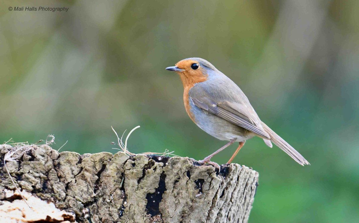 MaliHalls's tweet image. #Robin...#Morning #Tweeps, I hope your #day is #good.

#BirdTwitter #Nature #Photography #wildlife #birds #TwitterNatureCommunity #birding  #NaturePhotography #birdphotography #WildlifePhotography #Nikon #Sigma