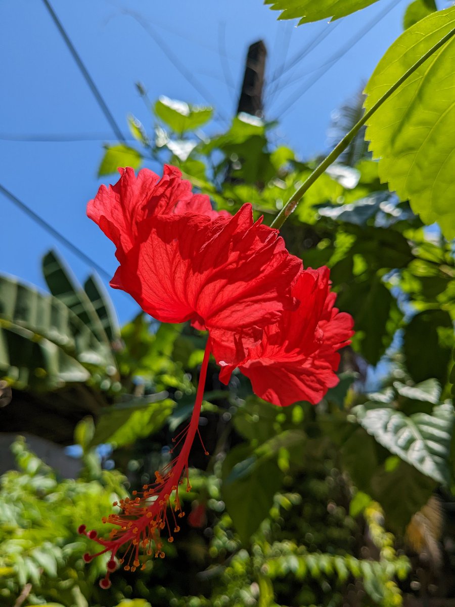 SreerajRamesh's tweet image. Sunday ♥️ 😎
#Pixel6a