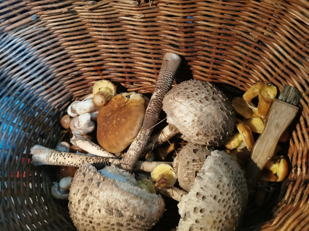 KontraGut's tweet photo. Endlich geht es wieder los!
#Butterpilz #Parsol #Goldröhrling und einen #Samtfusskrempling https://t.co/ikyXq4Ju9h