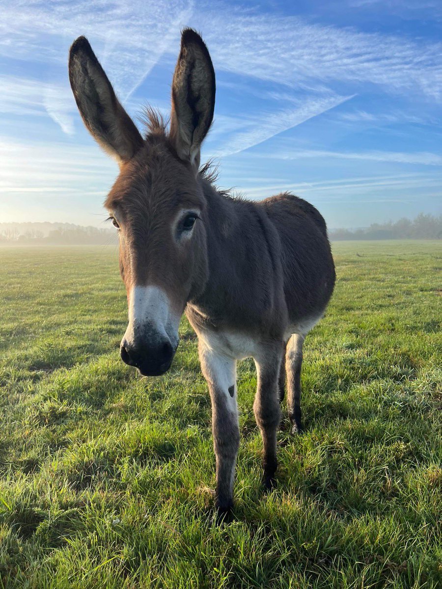 Farmily_buckets's tweet image. Wake up it’s a beautiful morning. 

Thank you @Chattyfarmercc for sharing the amazing morning light. 

#caenhillcc #nutmegthedonkey #moning #sundaymotivation #beautifulmorning #farm #donkey #startthedayright