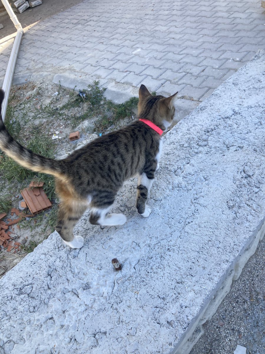 kusumkus's tweet photo. KEDİSİNİ KAYBEDEN VAR MI?
BURDUR
Pembe tasmalı dişi kedi, emek mahallesinde buldum, eve alamıyorum 2 yavru daha var evde paylaşın
Besledim kapımın önünden ayrılmıyor 
#burdur #kayıp #kayip #kedi #kayıpilanı https://t.co/kSjvFOT9dQ
