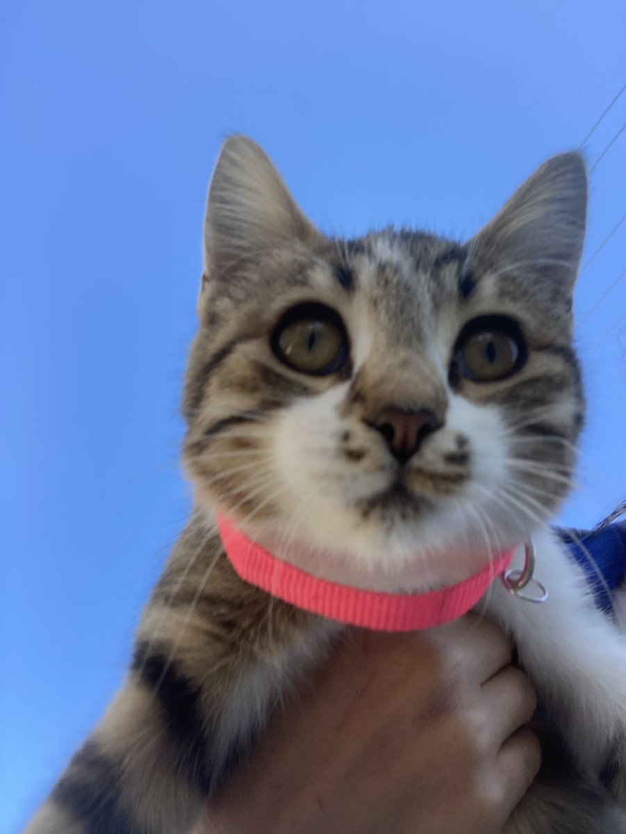 kusumkus's tweet photo. KEDİSİNİ KAYBEDEN VAR MI?
BURDUR
Pembe tasmalı dişi kedi, emek mahallesinde buldum, eve alamıyorum 2 yavru daha var evde paylaşın
Besledim kapımın önünden ayrılmıyor 
#burdur #kayıp #kayip #kedi #kayıpilanı https://t.co/kSjvFOT9dQ