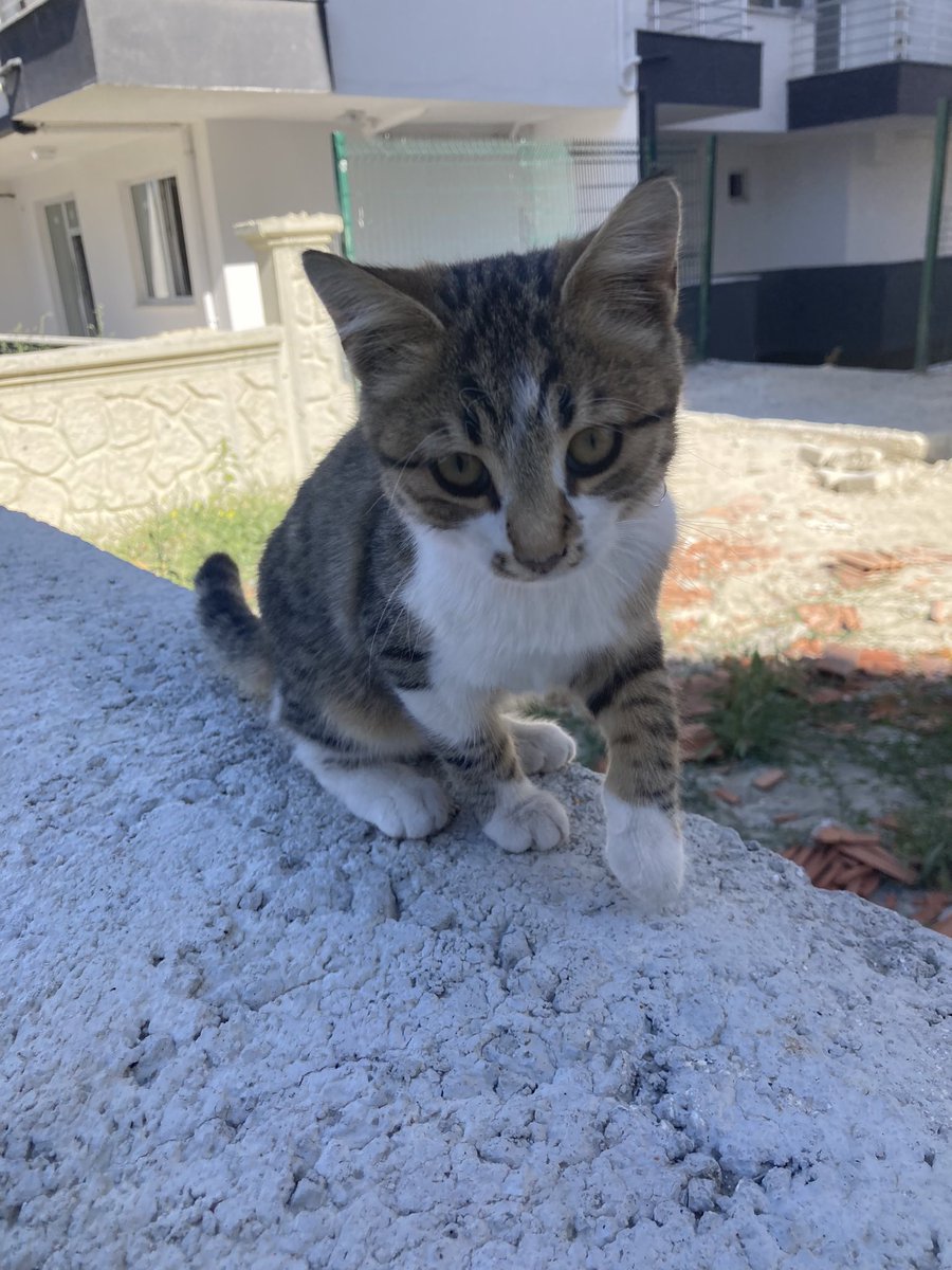 kusumkus's tweet photo. KEDİSİNİ KAYBEDEN VAR MI?
BURDUR
Pembe tasmalı dişi kedi, emek mahallesinde buldum, eve alamıyorum 2 yavru daha var evde paylaşın
Besledim kapımın önünden ayrılmıyor 
#burdur #kayıp #kayip #kedi #kayıpilanı https://t.co/kSjvFOT9dQ