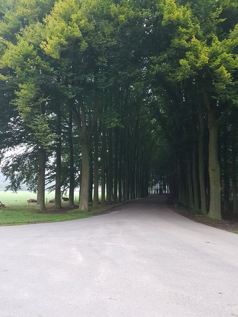 JelleVitesse's tweet photo. #TreeOfTheDay #Goedemorgen
#Biljoen #Velp
Het blad is zo dik dat het donker is onder hun bescherming. 

Vandaag een mooie dag, in ieder geval naar buiten. https://t.co/2FxM7eYreq