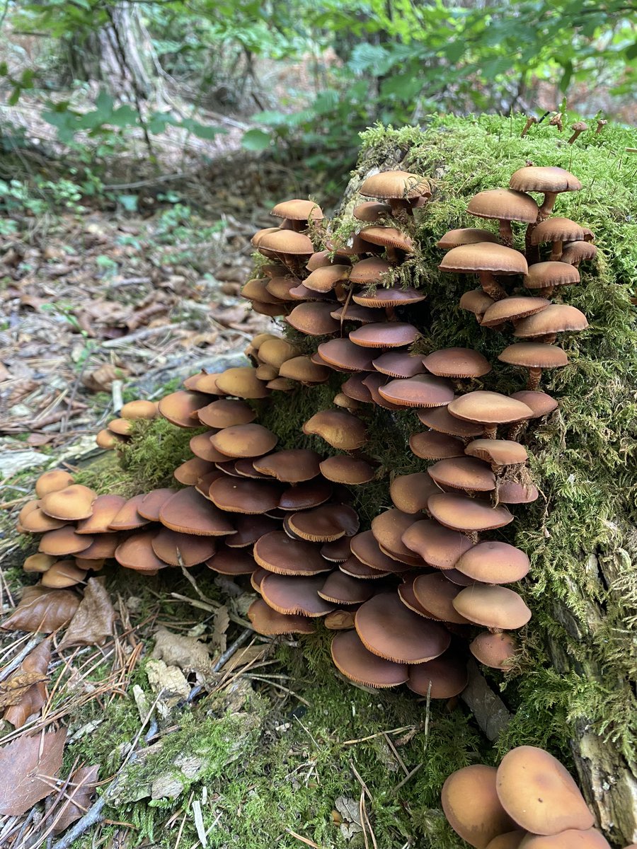 Farming in North Devon (@farmingdevon) on Twitter photo Came across this amazing #fungi while out walking yesterday. #nature is amazing #photo #photograghy . Get outside and #explore #devon <a href="/countrylivinguk/">Country Living UK</a> <a href="/DevonLife/">Devon Life</a> Came across this amazing #fungi while out walking yesterday. #nature is amazing #photo #photograghy . Get outside and #explore #devon <a href="/countrylivinguk/">Country Living UK</a> <a href="/DevonLife/">Devon Life</a>