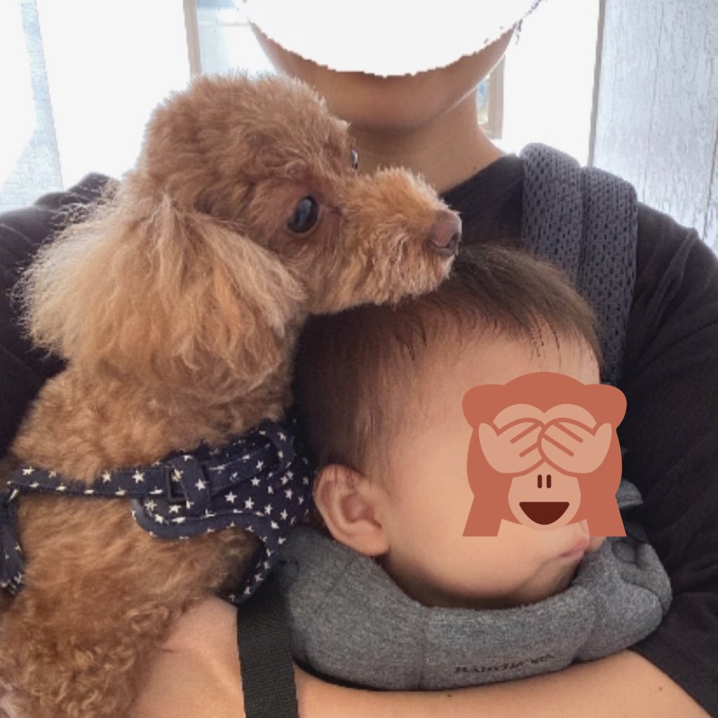 BlogYuzupon's tweet photo. おふたりさん連れて散歩🐶❤️👶🏻

空気読んで、クンクンしないで着いてきてくれるゆずぽん

優しいお兄ちゃんしてくれてありがとう🥺 https://t.co/Fs2YpuyEDj