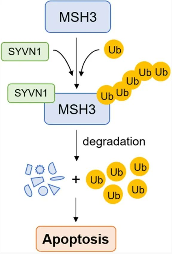 FEBSJournal's tweet photo. 🗞️SYVN1-mediated ubiquitination and degradation of MSH3 promotes the apoptosis of lens epithelial cells
🖋️ By Huaijin Guan and co-authors from Affiliated Hospital of Nantong University,
🔗 https://t.co/vzTrsTOQKO
#MSH3 #oxidativedamagerepair #proteindegradation https://t.co/wUxX3NtWJS
