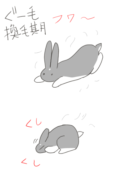 うさぎには年3〜4回換毛期がございます 