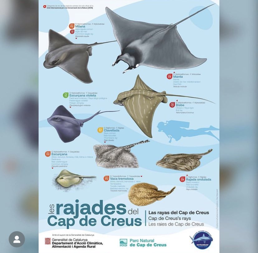 AlexMascarell's tweet photo. Gràcies a @SotamarShark i en #JordiRiera, he pogut conèixer el fascinant mon de les rajades! Quins "bitxus"!!! M'ha encantat conèixe'ls i saber les precioses formes que tenim d'anomenar-les! https://t.co/7hCxS2uBCr
