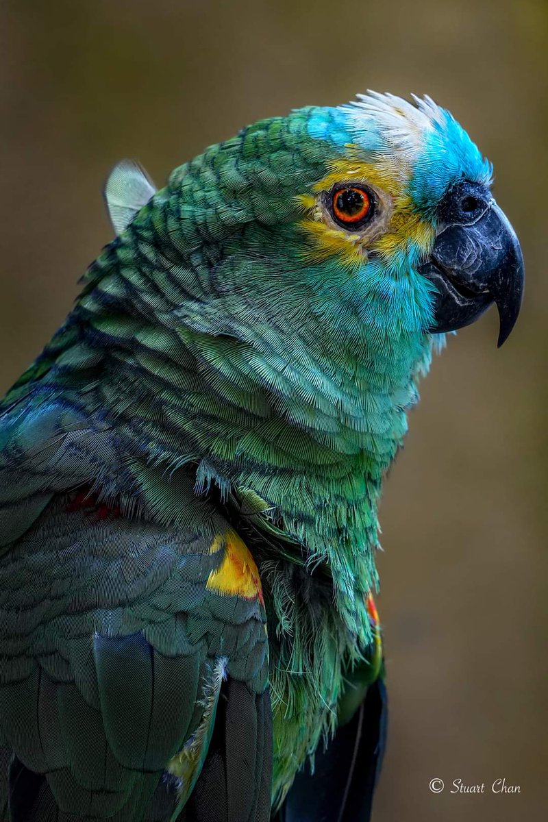 ErGulzar_'s tweet photo. Turquoise-fronted #AmazonBird, another beautiful nature's creation.

Location: Photographed in #Malaysia 
#beauty 
#BirdTwitter #BeautyInEverything #beautiful #NaturePhotography https://t.co/q8i4TCcckb