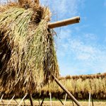 ツイートに含まれる画像