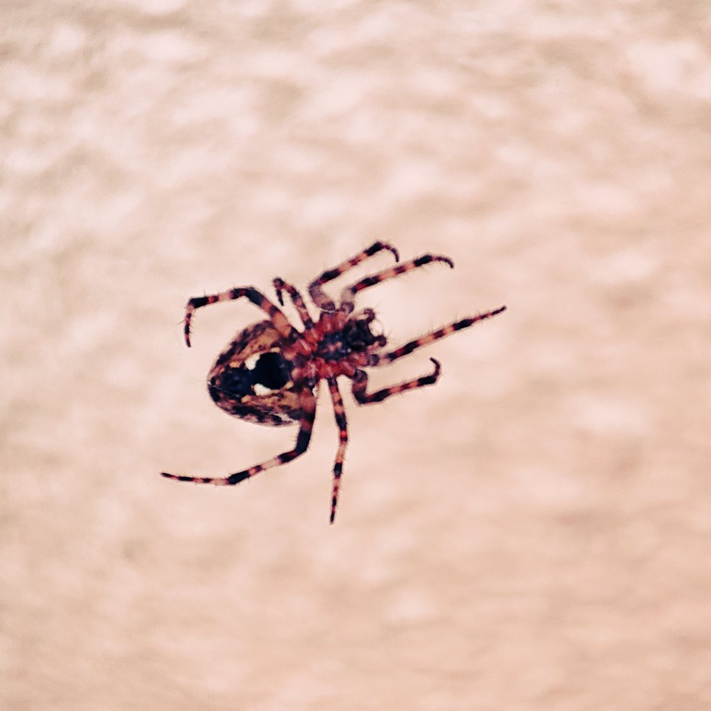 asuph's tweet photo. #Spider se dur nahin lagta saab, insaan se lagta hain. Such a handsome fella.
#SpidersOfTwitter #macrophotography https://t.co/Tag1QtifPr
