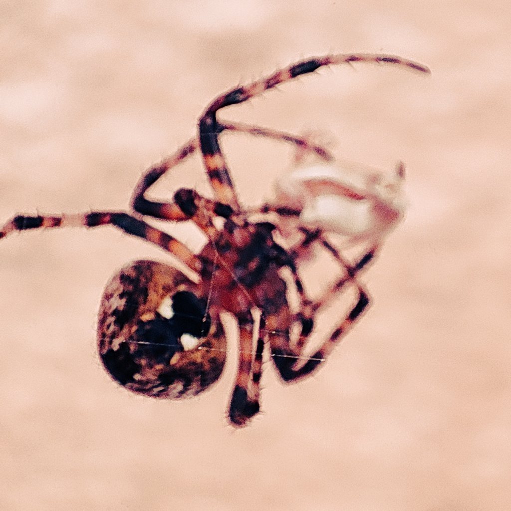 asuph's tweet photo. #Spider se dur nahin lagta saab, insaan se lagta hain. Such a handsome fella.
#SpidersOfTwitter #macrophotography https://t.co/Tag1QtifPr