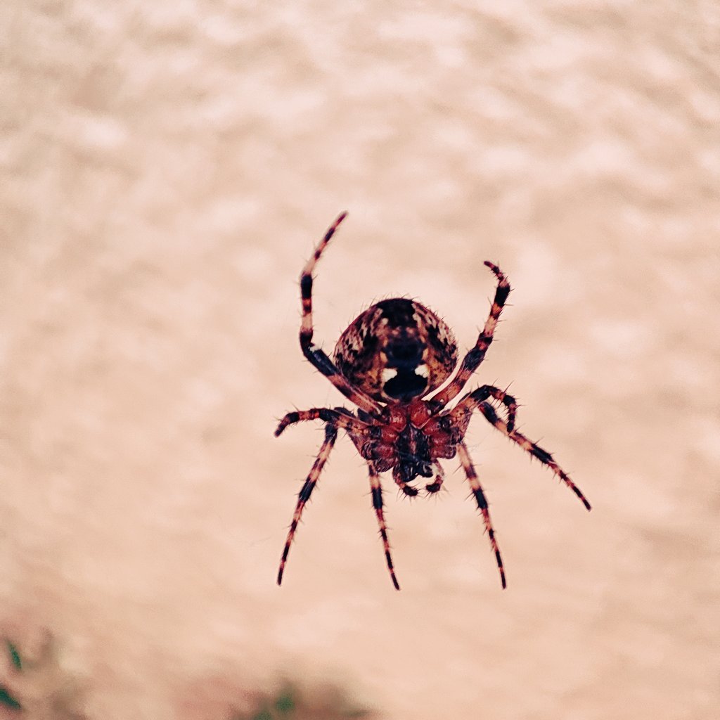 asuph's tweet photo. #Spider se dur nahin lagta saab, insaan se lagta hain. Such a handsome fella.
#SpidersOfTwitter #macrophotography https://t.co/Tag1QtifPr
