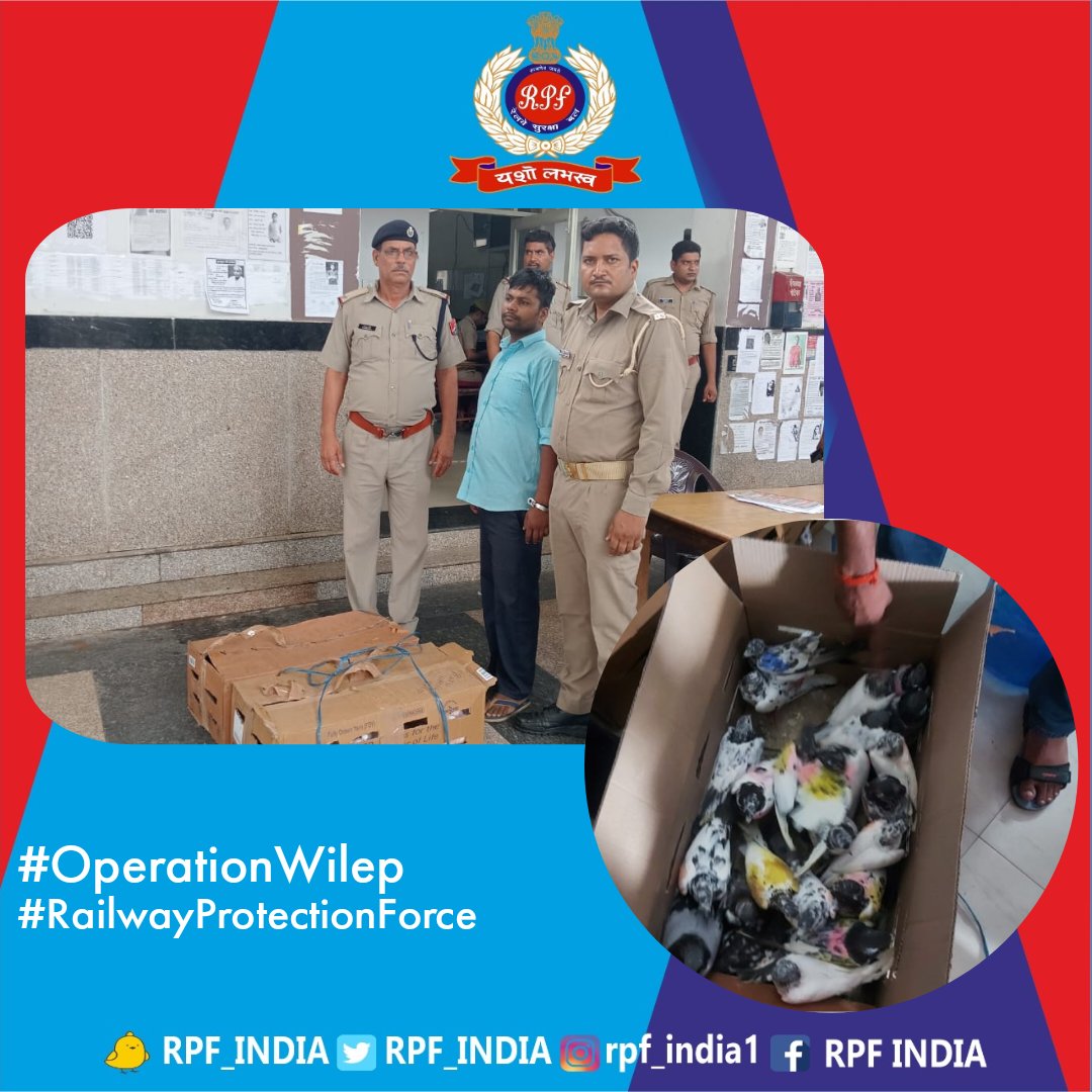 RPF_INDIA's tweet photo. Protecting our feathered friends....
Playing our part, #RPF &amp; #GRP arrested one and rescued 46 pigeons from CSMT Exp at Mathura railway station. 
#OperationWILEP 
#savebirds
@RailMinIndia @rpfncr https://t.co/tlJURFrufO