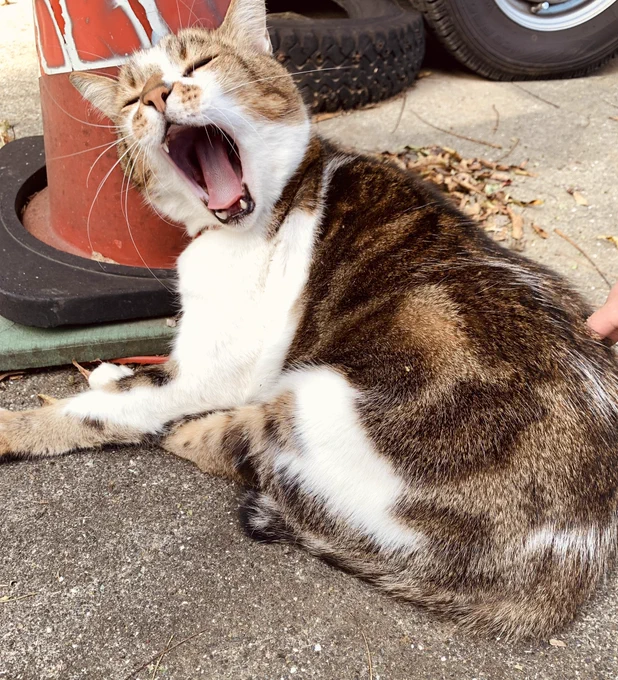 今年もお彼岸の猫寺 