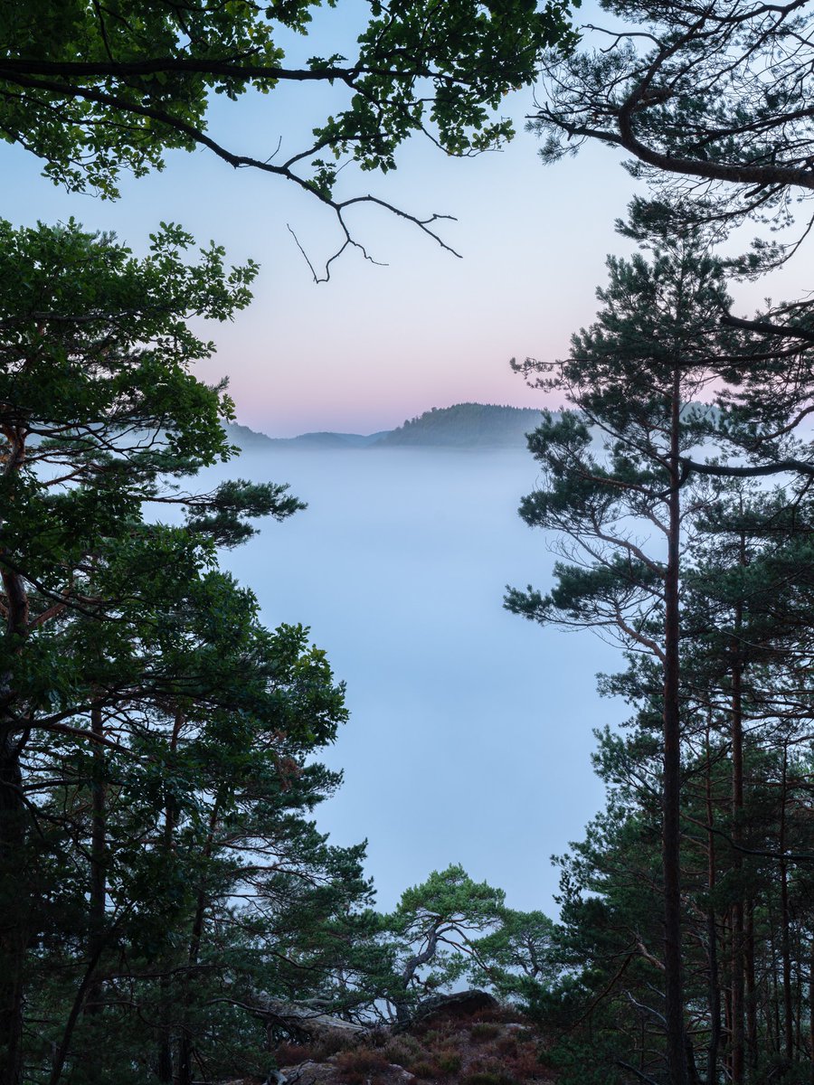 CedricSchell's tweet photo. Les Vosges du Nord sous la brume, c’est clairement quelque chose. https://t.co/myzlllF3aS