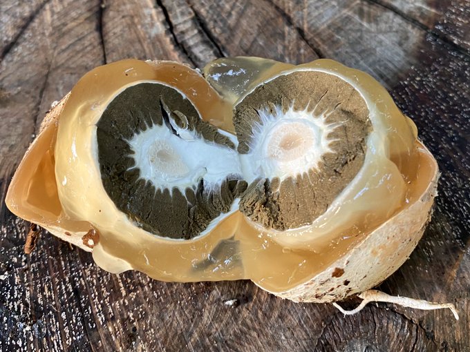 通行人に蹴り飛ばされていたゴルフボール大の腹菌類の幼菌、断面から推察するにスッポンタケか
大変惜しい
あとはノウタケ三連星と、しっぽふりふりセスジスズメbaby 