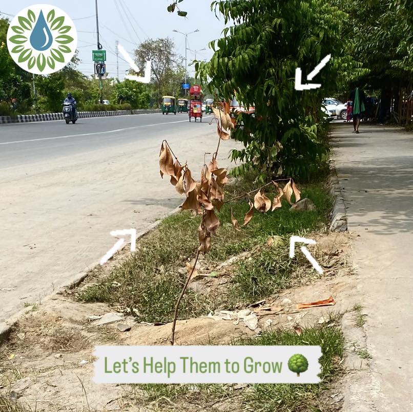 Vivek4tia's tweet photo. Now don’t let any plant 🌱 die like this! 
We have curated an App for plants &amp; trees lovers to map them in their area, update their health, and monitor their growth, so that they can grow🙏🏻🌳.
Download App - https://t.co/MiUnRKYPQt
Feedback - Write us at plantcare.in@gmail.com https://t.co/IWBilJfSi0