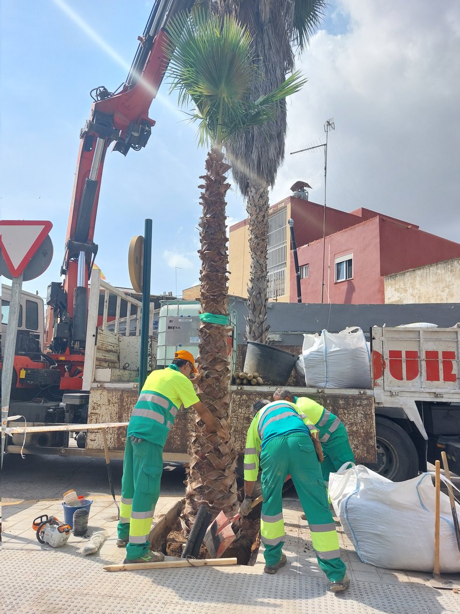 sergicampillo_'s tweet photo. 🌳👌🏽 Comencem la plantació dels 1.300 nous arbres i palmeres a 13 districtes de #València: #Campanar, #PoblatsMarítims, #CaminsalGrau, #Algirós, #Benimaclet, #Rascanya, #Benicalap, #PoblesdelNord, #Patraix, #Jesús, #QuatreCarreres, l'#Olivereta i #PoblesdelNord https://t.co/St6qET8V8S
