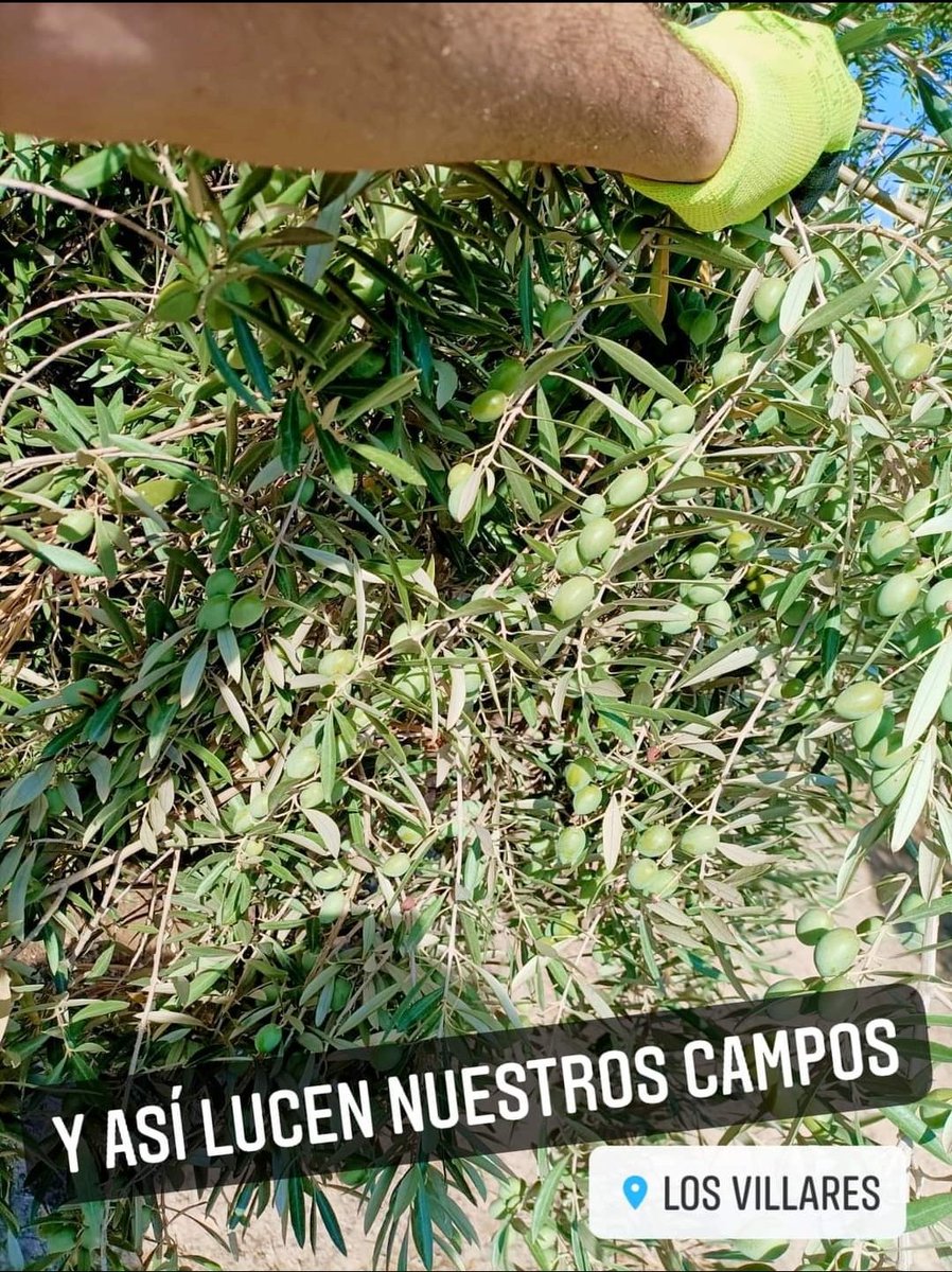 Primer domingo de 🍂 otoño y tras las ⛈️ lluvias, así lucen nuestros 🌄campos, olivos y sus 🫒 aceitunas. Se va aproximando la hora de 🚜 recolección de aceituna verde para nuestro AOVE JABALCUZ Premium 🔝. 
👉 lapandera.com
#aceitedeoliva #agricultores #Otono2022