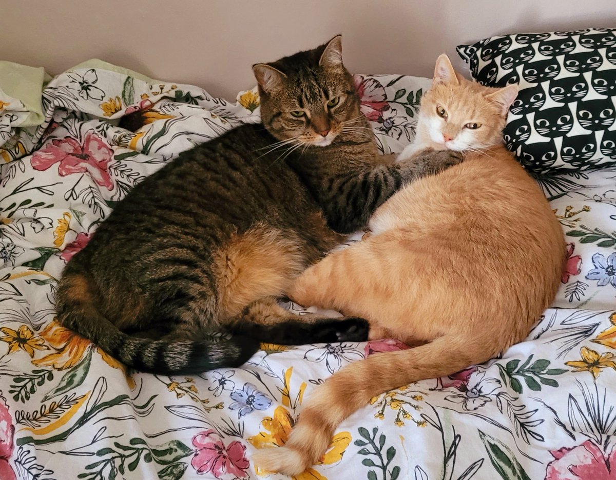 Catbell74's tweet photo. Faolin and Ashaig are channelling some peaceful #sundayvibes this morning #cats #CatsOfTwitter #catnapping #chilledoutsunday #worklifebalance @CatsProtection @TreasuryMog @Number10cat @SusanCalman https://t.co/X63s3OamC6