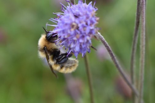 Just 3% of our wildflower meadows are left. RT if you think we should give bumblebees a fighting chance by growing more wildflowers in our gardens, communities and green spaces, and not using pesticides and weedkillers 🐝