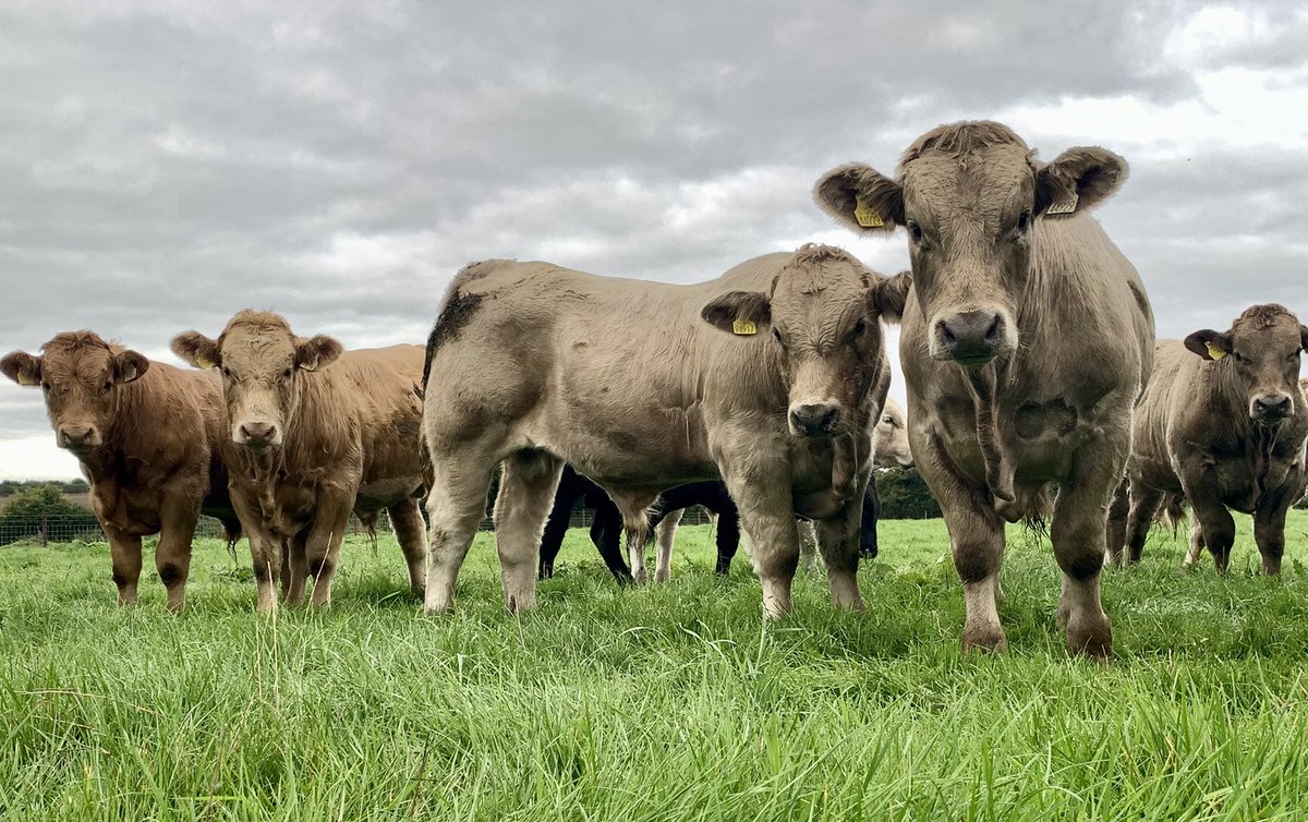 @GurteenCollege beef bulls enjoying a beautiful autumn morning