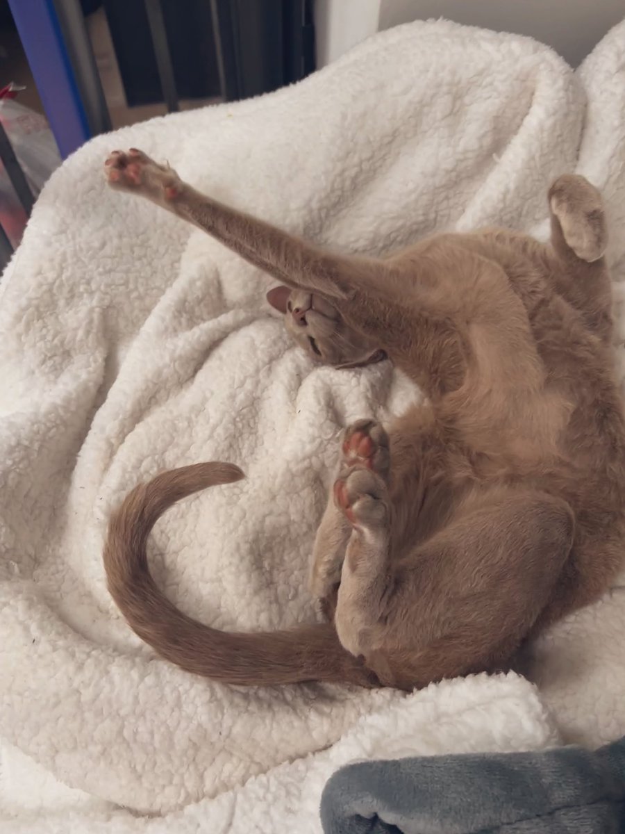 Emblyn3's tweet image. Happy Sunday lovelies! Make sure you spend plenty of time resting #CatsOfTwitter #sundayvibes