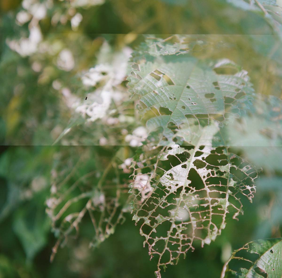 aqsw_withmay's tweet photo. ・load error / 装填ミス
Rollei Flex 3.5b
schneider-kreuznach xenar 75mm
heidosmat-rolleinar 3
film, Kodak Professional PORTRA 400
©︎2022yuu,
#rolleiflex
#フィルムカメラ
#フィルム
#film
#filmcamera
#film_jp
#二眼レフ
#ブローニー
#kodak
#portra400
#loaderror
#多重 https://t.co/WHq5KT71m3