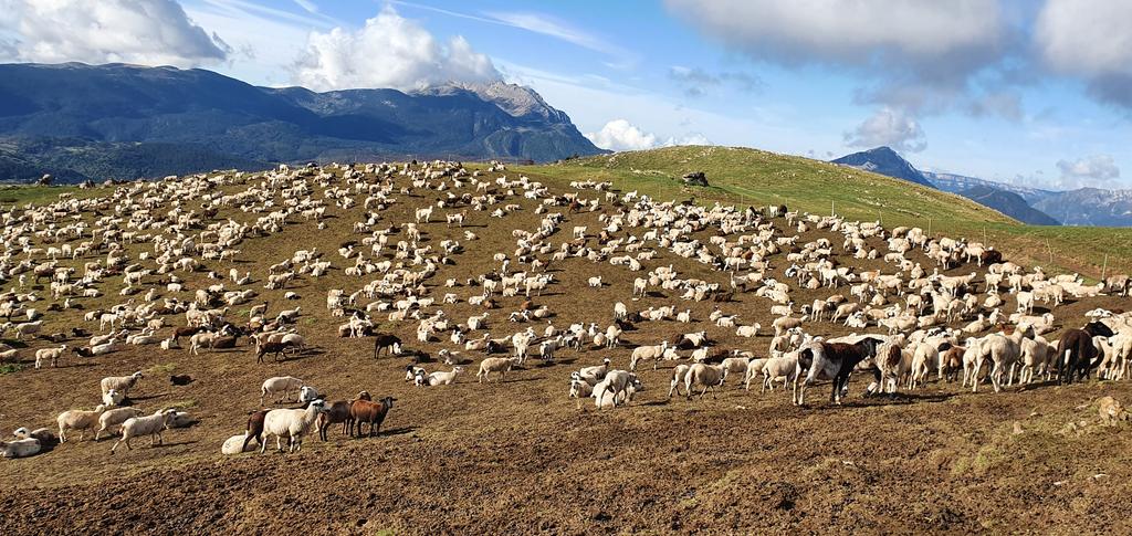 TurismoCastell's tweet photo. La ganadería sigue por las montañas.
#ganado #montaña #pastos 
@aragonturismo @DescubreHuesca @ES_Despoblacion @caminsnatura https://t.co/plbM6Il2tA