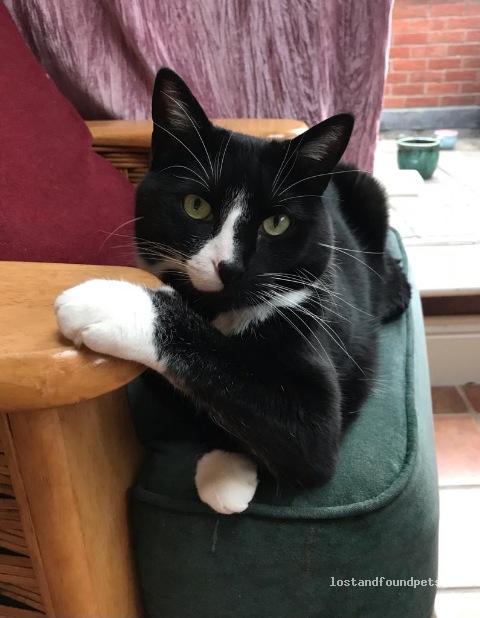 A male cat was lost on 10/07/2022 in Fortunestown, #Dublin lostandfoundpets.ie/nfgb2w #lpie