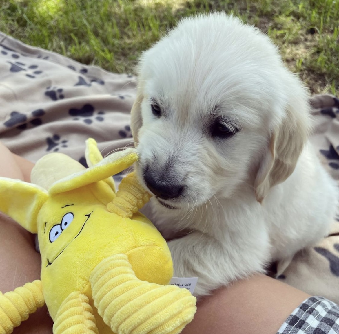 BatteryRP's tweet photo. Treat your little pups to some new toys this weekend at @PetsatHome 🍌🐶

#PetsAtHome #Dogs #Puppies #BatteryRP #Birmingham https://t.co/8TB35OHtmz