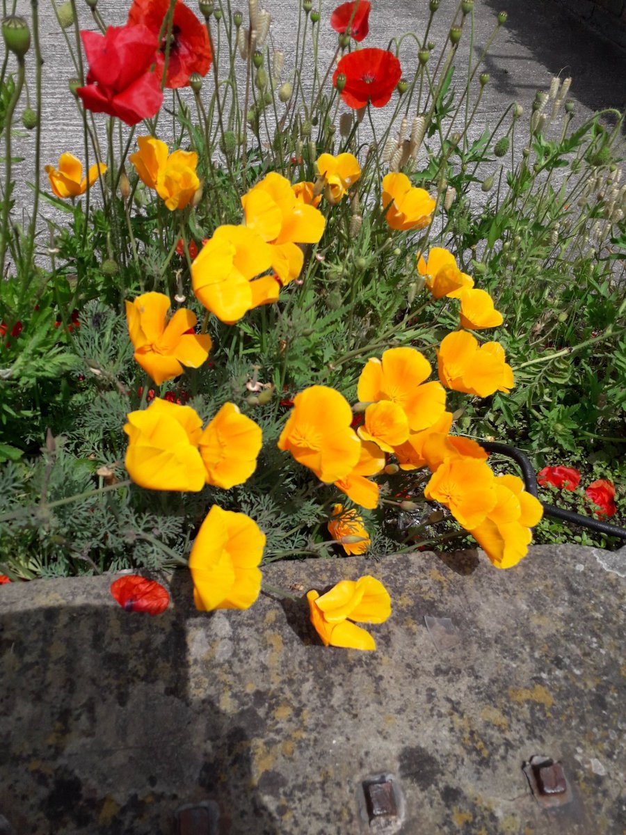 AliCameron3's tweet photo. @DavidMariposa1 I love these poppies! 
😁👍🏵🌼🏵 https://t.co/lSSOCl9ISS