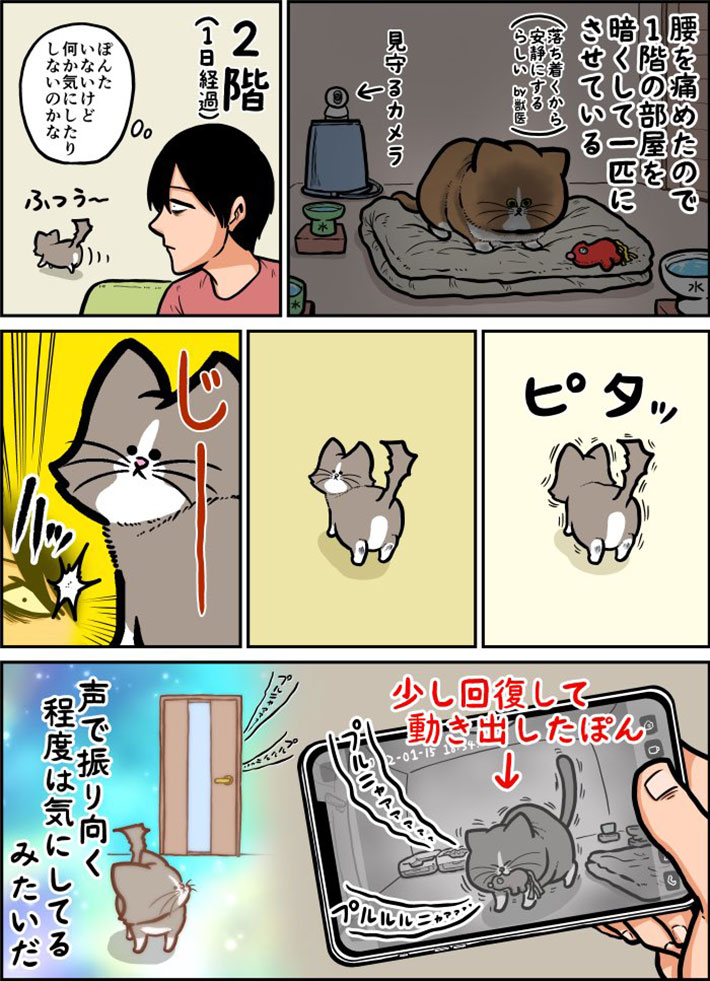家の中を縦横無尽に駆け回る猫 ピタリと動きが止まって? https://t.co/axJIsz5rtR @grapeejpより 