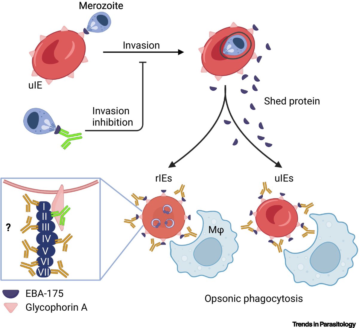 TrendsParasitol's tweet photo. Drs Lara Bardtke & @ian_cockburn highlight @FaithOsier team’s recent @NatureComms paper on #phagocytosis of #RingStage #Plasmodium #falciparum. #Malaria #Cytophilic #Antibody #EBA175 @JCSMR @ChariteBerlin @FU_Berlin @HumboldtUni @KEMRI_Kenya @ICE_Malaria
https://t.co/9kjZtuAxAs https://t.co/Ou56NcwdoD