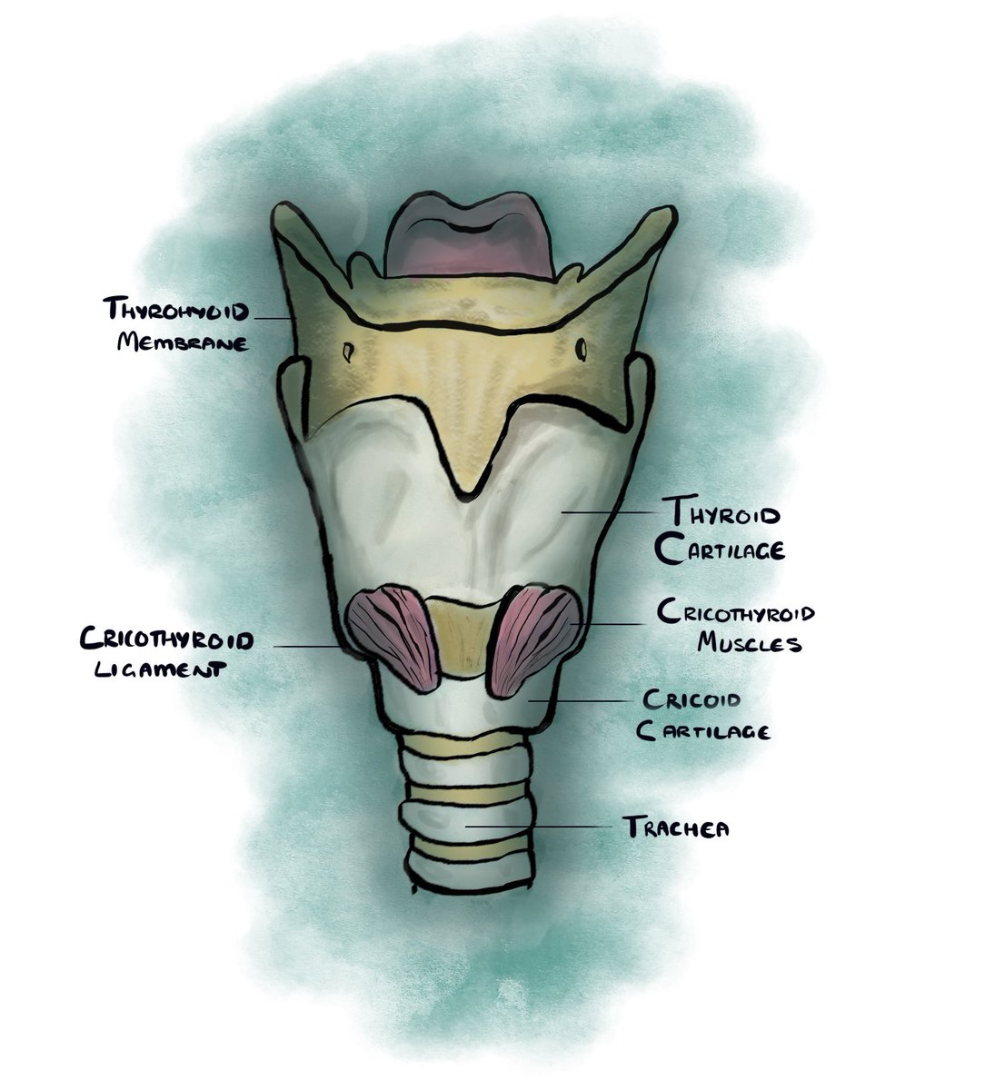 Having a mess on my iPad using a free drawing app. This was quite fun actually. Never used the app before though. I definitely need more practice. #drawing #technicaldrawing #science #anatomy #SLT #BCU #student