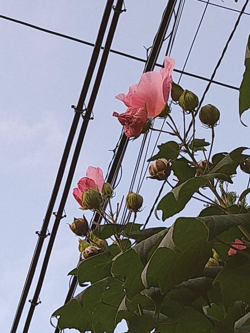 えもえももえもや 