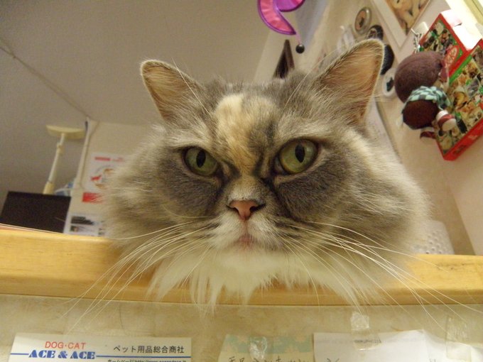 猫カフェ ニャンシー 志木駅東口徒歩3分 ネコカフェ Nyancy