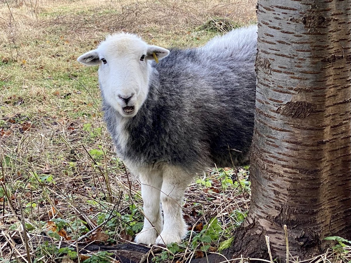 dgb_edwards's tweet photo. Peek a boo : I can’t wait to attend the Annual London Sheep Drive on London Bridge and Monument in a couple of hours @SheepDriveLDN @citylordmayor @CityandLivery @LondonFreemen #visitthemonument #wool #sheep #visitthecity @TowerBridge https://t.co/nUpwc4q5Jt