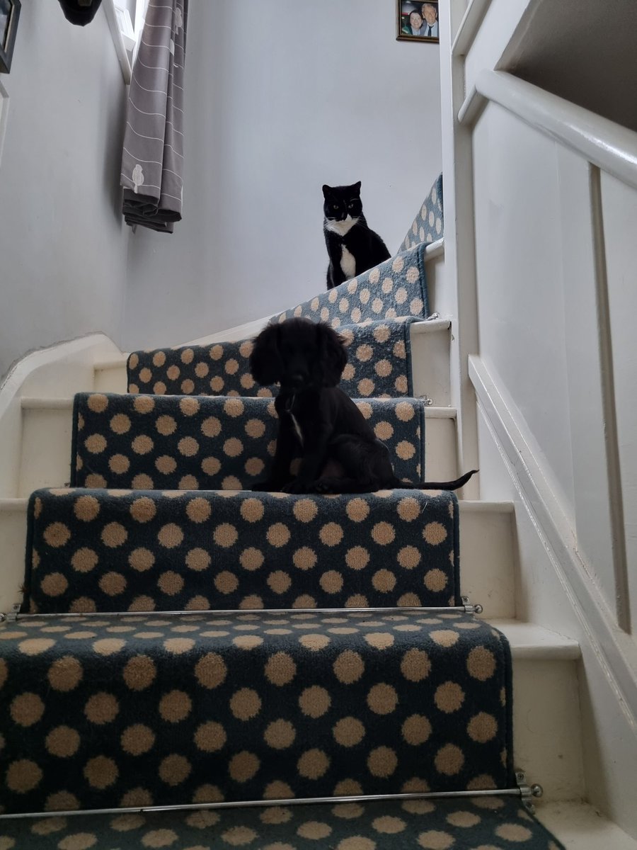 4Sprockers's tweet photo. Trapped #Pugsley #teamsprocker #Dandycat #sprockers https://t.co/f58BS2e5OL