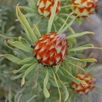Spinning Top Conebush (Leucadendron rubrum) is an erect shrub growing to 2.5 m tall. Plants develop from a single-stemmed base, with male plants being bushier and having smaller leaves than female plants.  #LeucadendronVarieties #PerennialFlowers

seedsandplants.co.za/products/flowe…